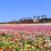 Carlsbad Flower Fields near Bressi Ranch, a favorite outing for local seniors
